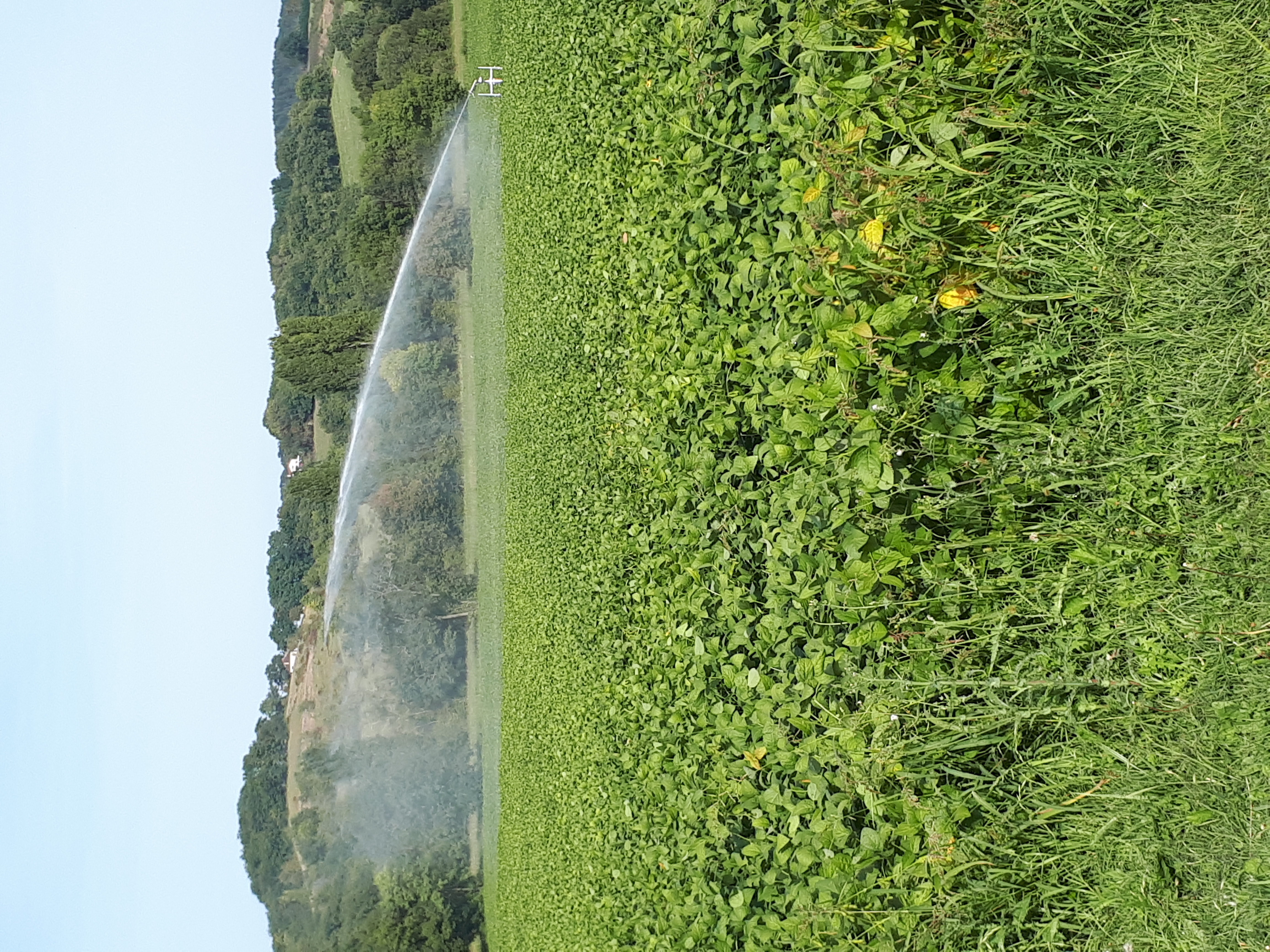 Irrigation tardive du soja. le pari gagnant. des quintaux et de la qualité en.plus. même si votre soja commence a jaunir, continuer d irriguer.