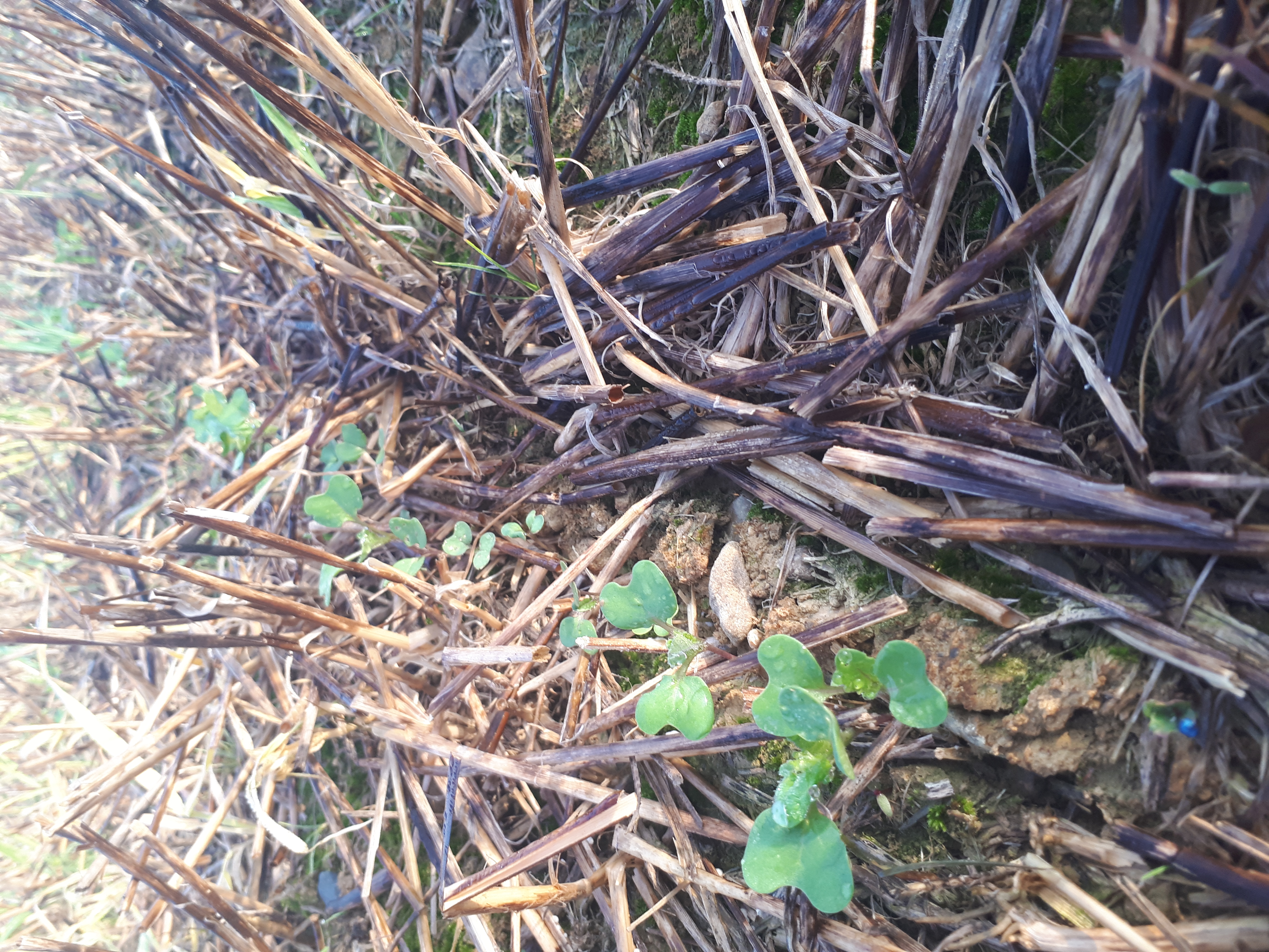 
          Dans le 64. chez un nouveau producteur de soja pour les silos du Touch. Semis de colza en direct après une irrigation a l aide d un pivot.