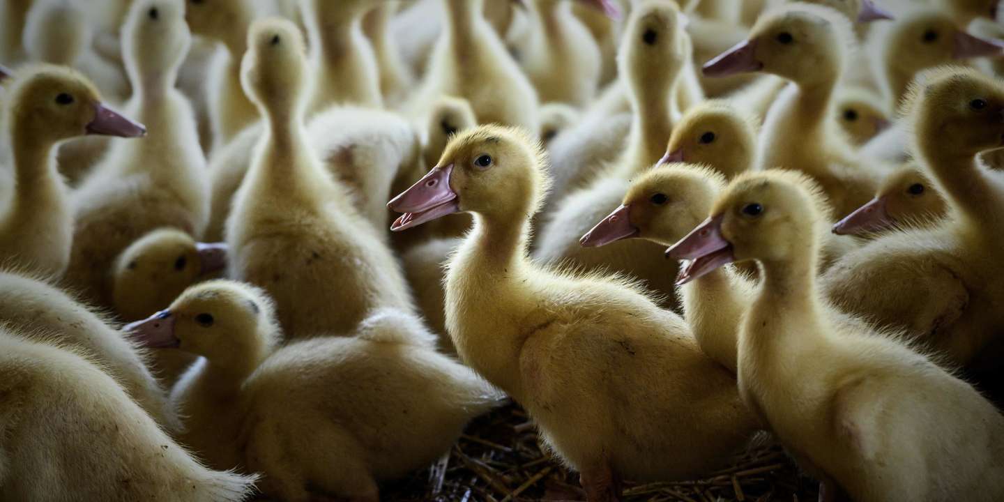 
          Grippe aviaire : deux nouveaux élevages contaminés dans l’ouest de la France