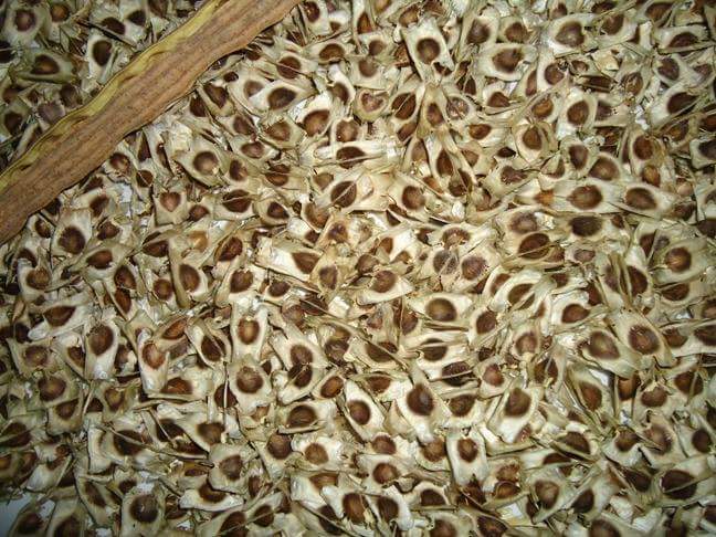
          Graines de moringa 