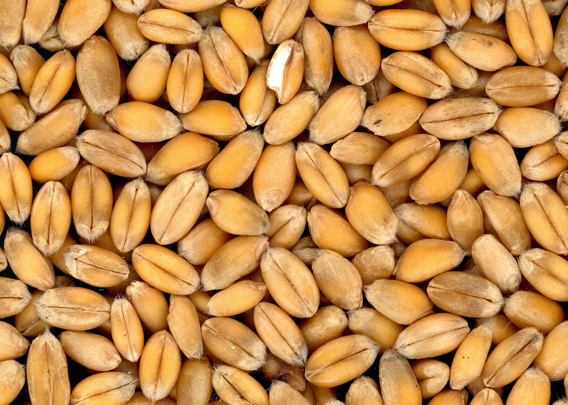 
          Revue des marché du 29 juin 2021 : Le blé