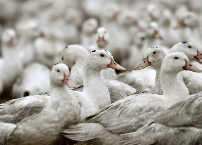 
            Un plan d’actions contre la grippe aviaire