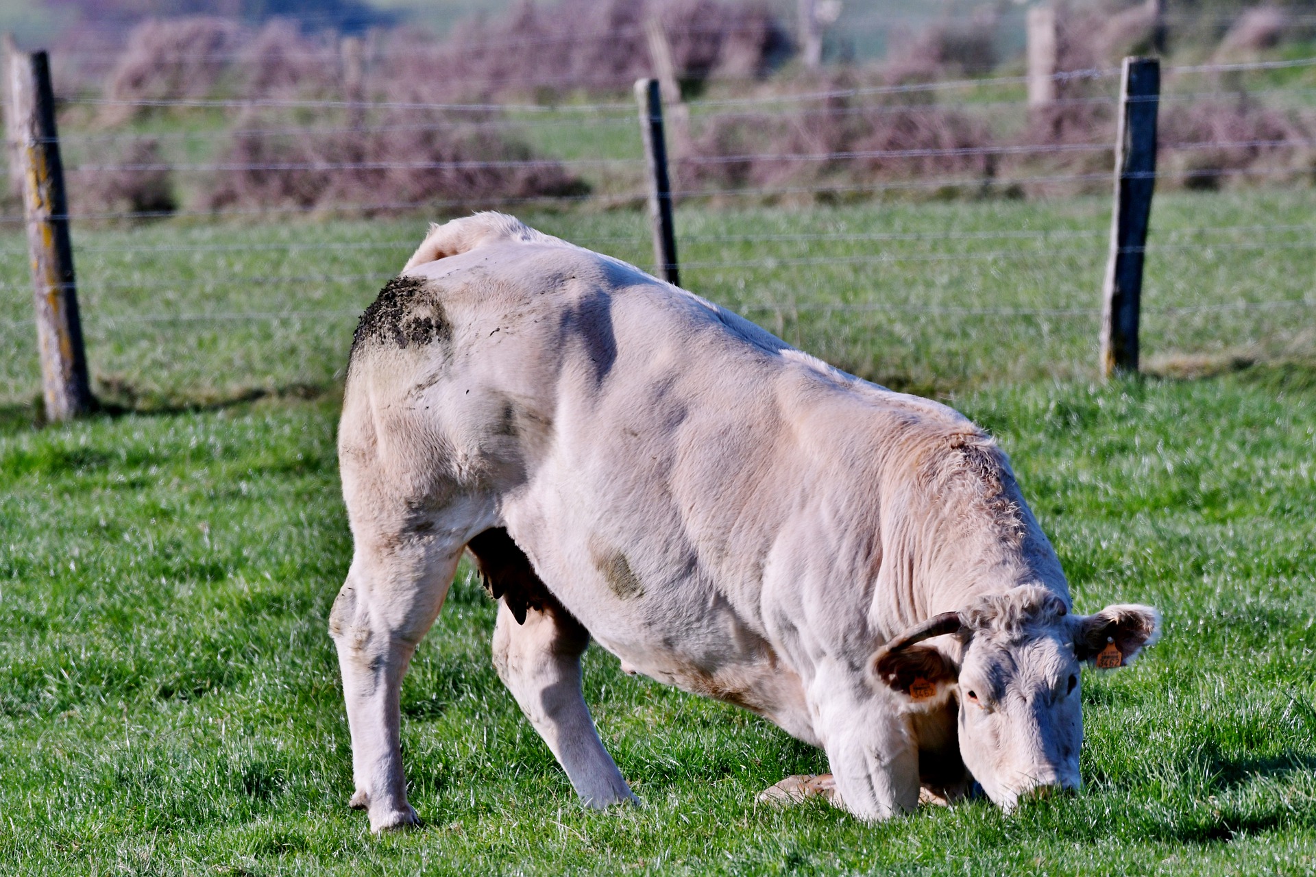 
          Revue des marchés du 2 août 2021 : Le bœuf