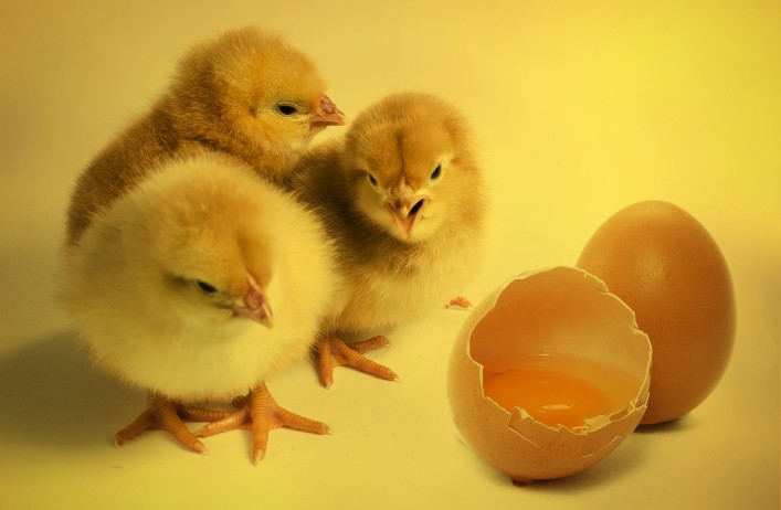 
            La France mettra fin au broyage des poussins mâles en 2022 