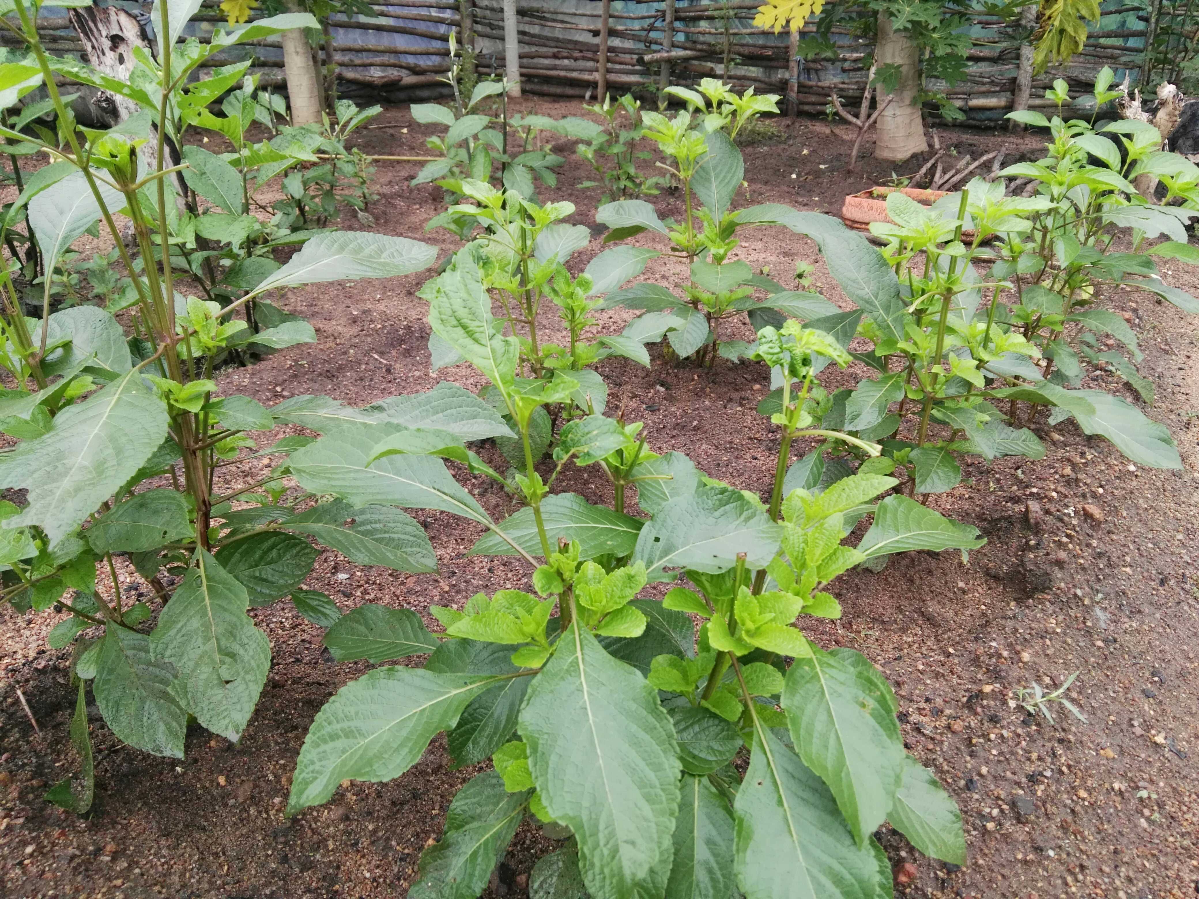 Le jardinage en milieu rural