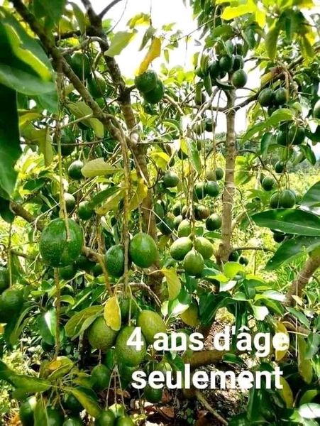 
          Assomgba