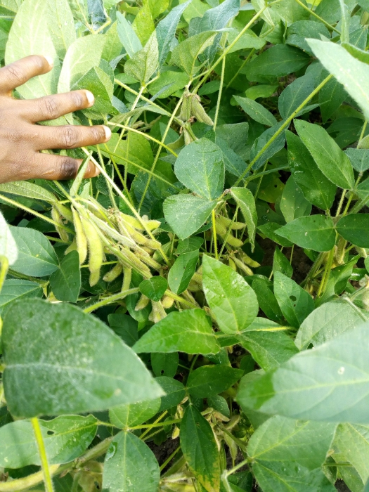 Soja biologique