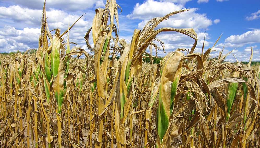 
          Innovation agricole pour la résilience face au changement climatique et son atténuation