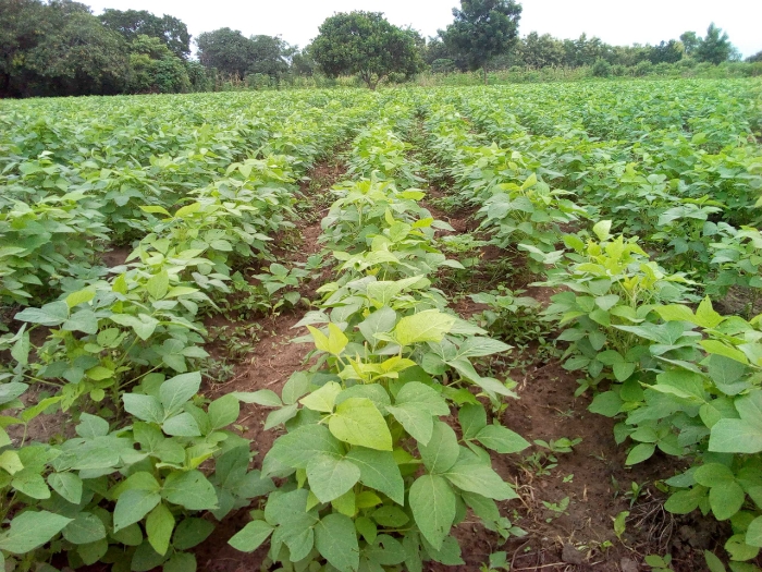 Soycain Bénin / CI Glazoué / Visite de champs