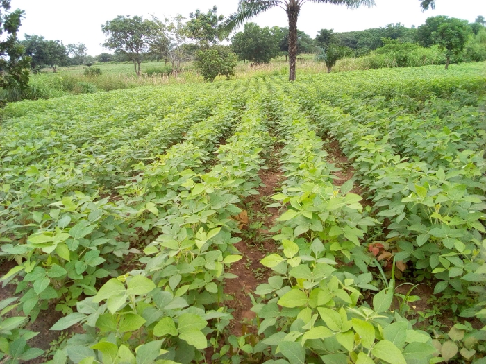 Soycain Bénin / CI Glazoué / Visite de champs