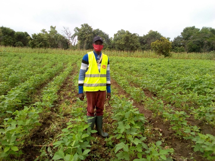 Soycain Bénin / CI Glazoué / Visite de champs
