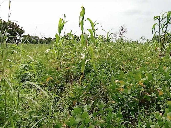 SOYCAIN TOGO/ POUDEMABIYA/ CI Kouka...   Il faut impérativement sur le producteurs au jour le jour pour créer une volonté et un engouement  à veiller au respect des BPAB afin  l'audit externe.      