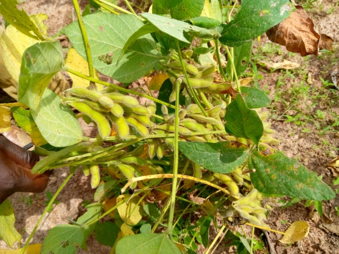SOYCAIN TOGO/ POUDEMABIYA- CI Kouka... Le rendement du soja biologique est au rendez-vous pour la campagne agricole en cours et est estimé à 1,9 t/ha  par les producteurs dans les sous zones Bassar-kabou et kouka il ya de cela quelques semaines.