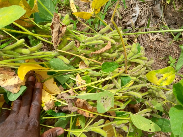 SOYCAIN TOGO/ POUDEMABIYA- CI Kouka... Le rendement du soja biologique est au rendez-vous pour la campagne agricole en cours et est estimé à 1,9 t/ha  par les producteurs dans les sous zones Bassar-kabou et kouka il ya de cela quelques semaines.