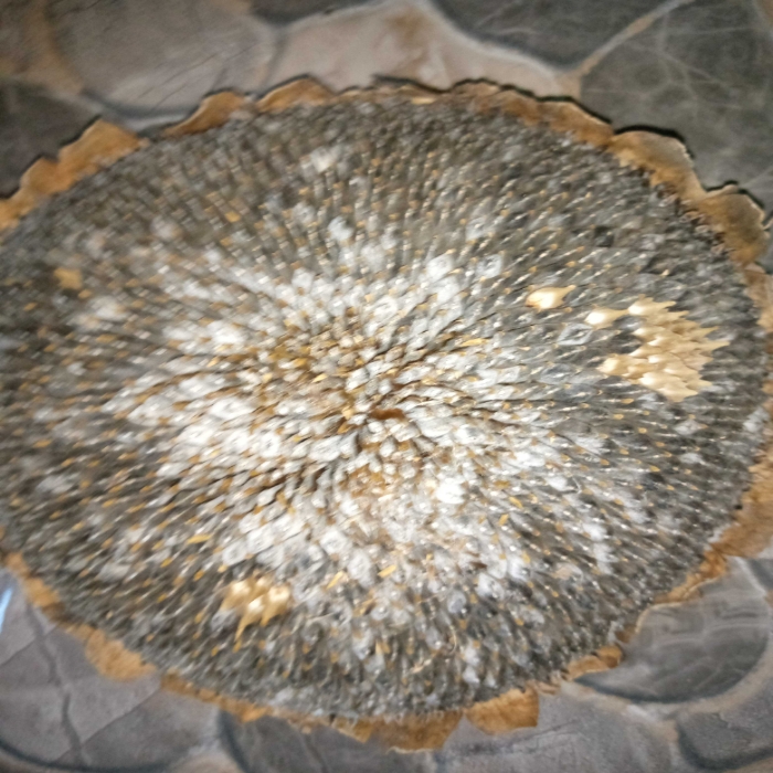 La culture du tournesol fait sa preuve dans le grand Dankpen dans la région Kara au Togo.  