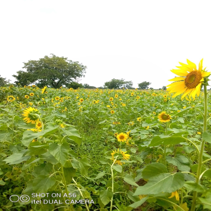 La culture du tournesol fait sa preuve dans le grand Dankpen dans la région Kara au Togo.  