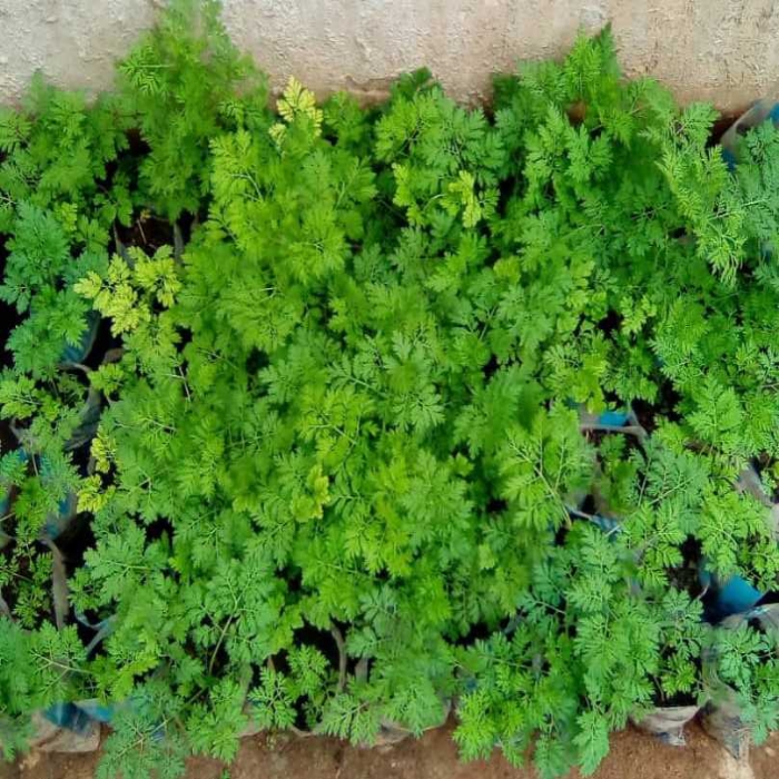 
          Artemisia annua: une plante médicinale à découvrir.
