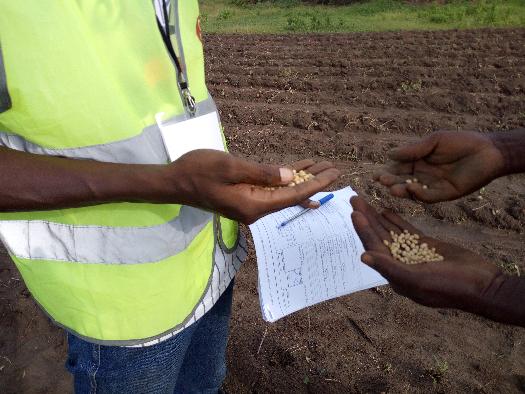 SOYCAIN BÉNIN CI-DASSA: Audit avant semis