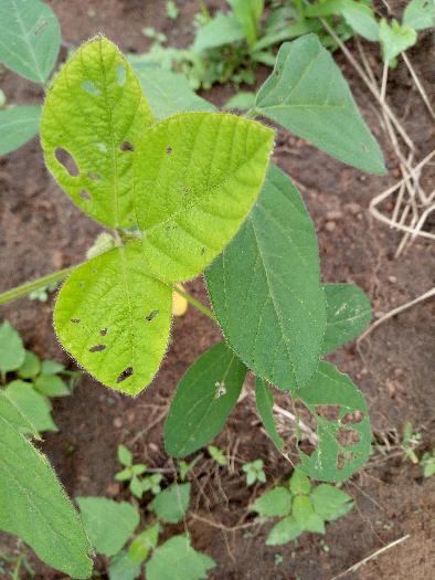 SOYCAIN BÉNIN CI-DASSA: Activités de Soycain