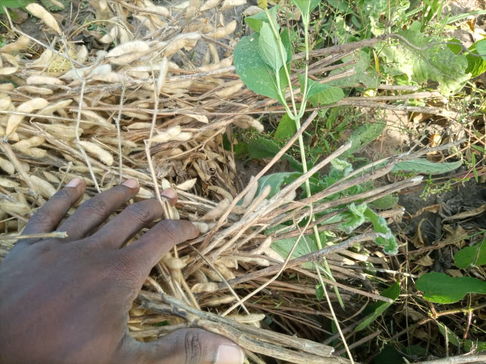 
          Bonnes pratiques agricoles