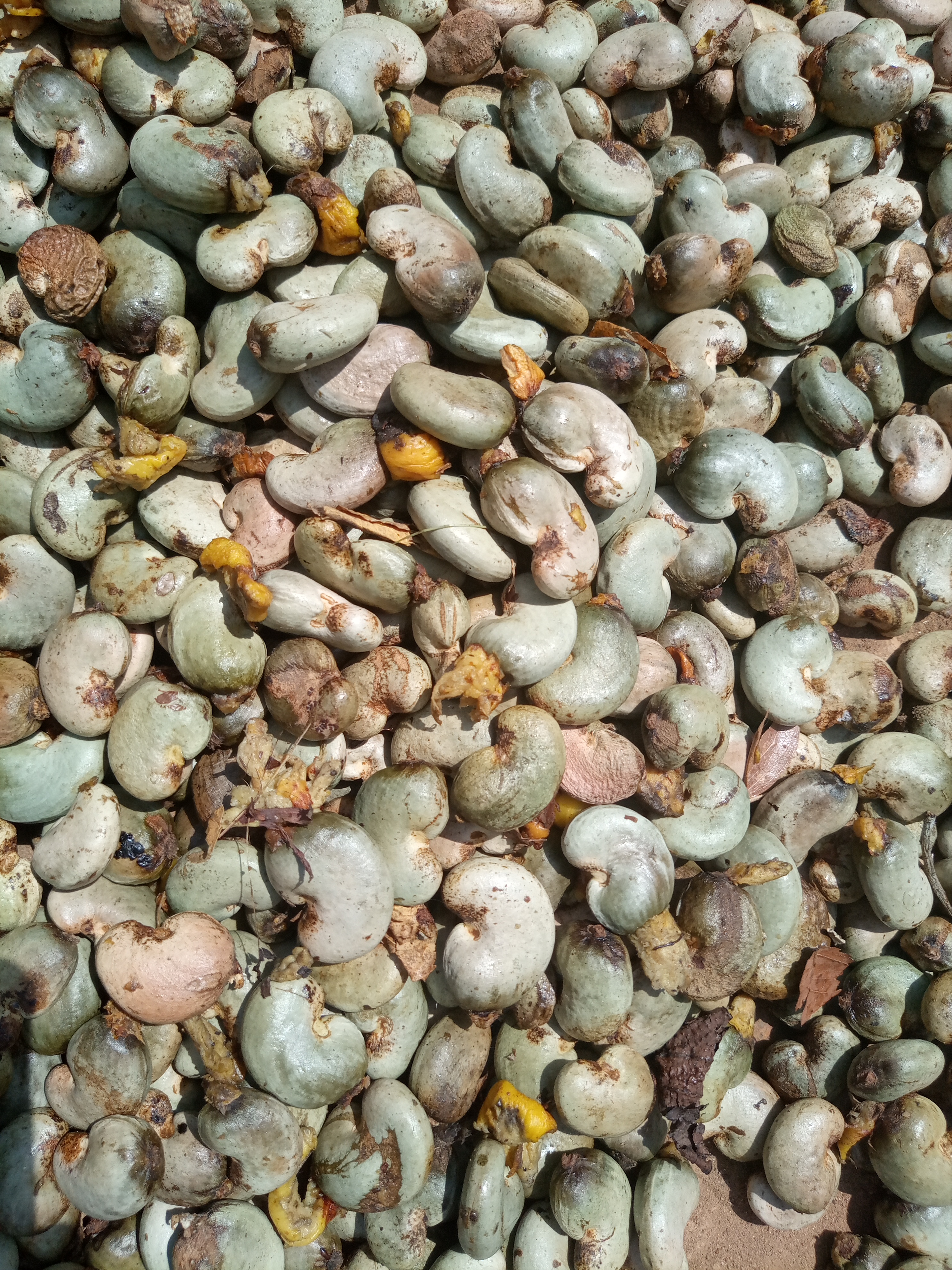 
          Commercialisation des noix de cajou au Bénin