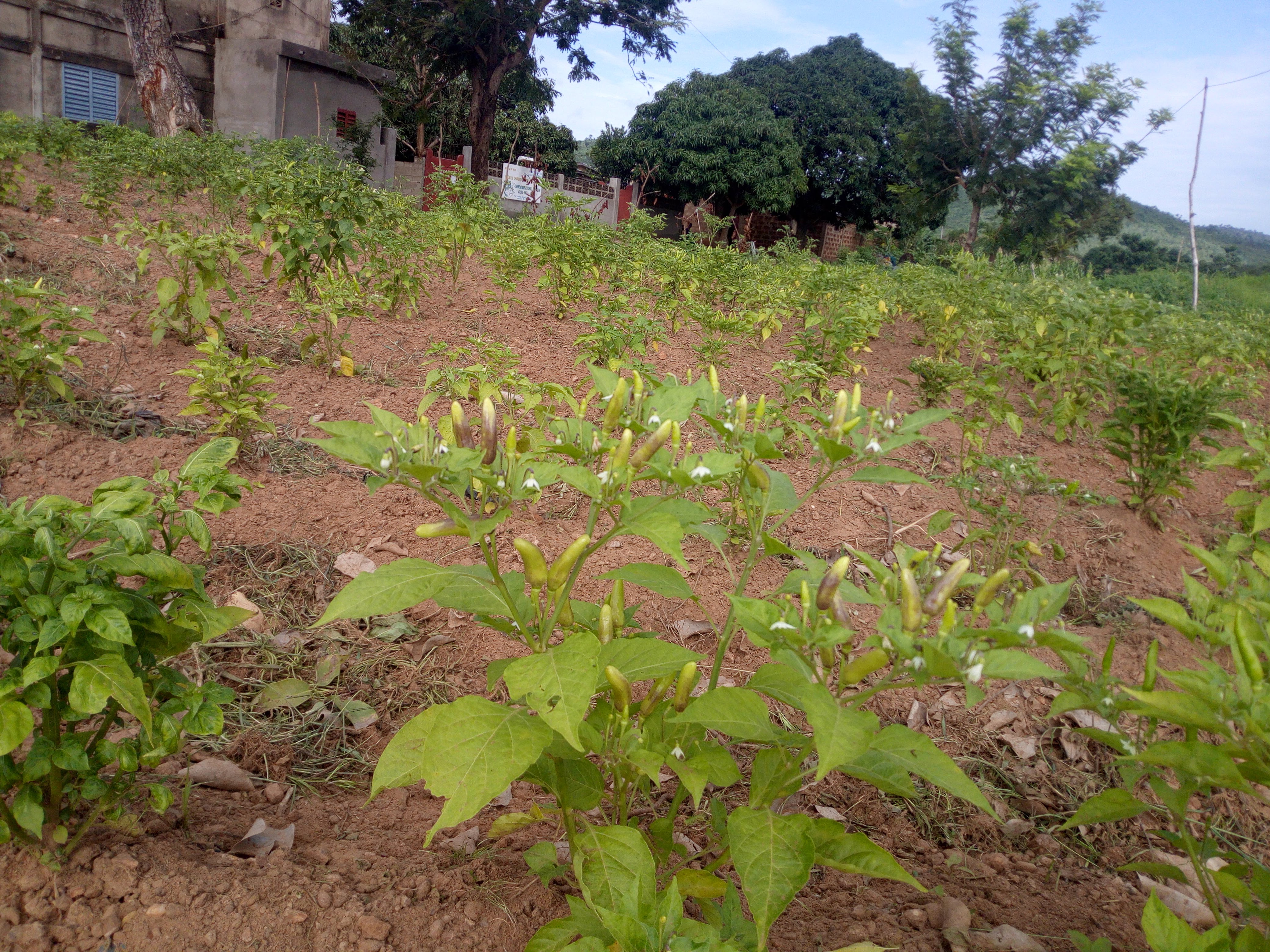 
          Les maladies du piment