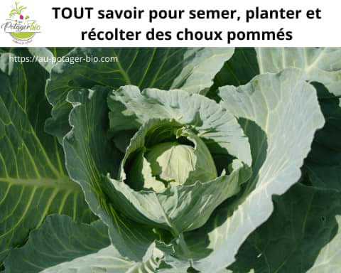 Semer, planter et récolter du chou pommé!
