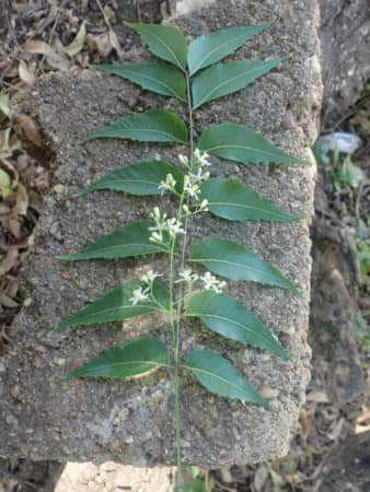 
          UTILISATION DU NEEM (AZADIRACHTA INDICA) EN AGRICULTURE