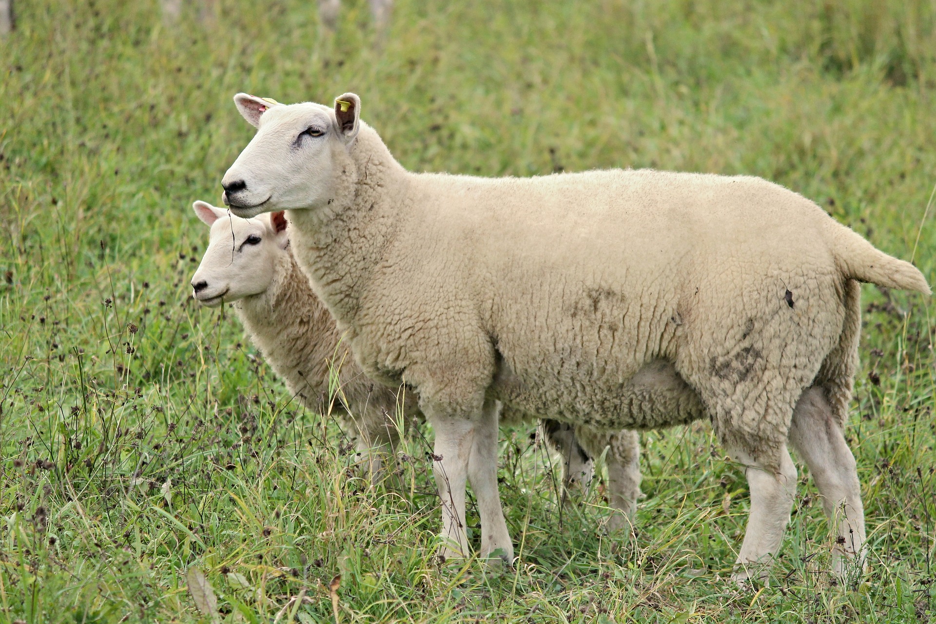 
          L’organisation de l’élevage ovin en France