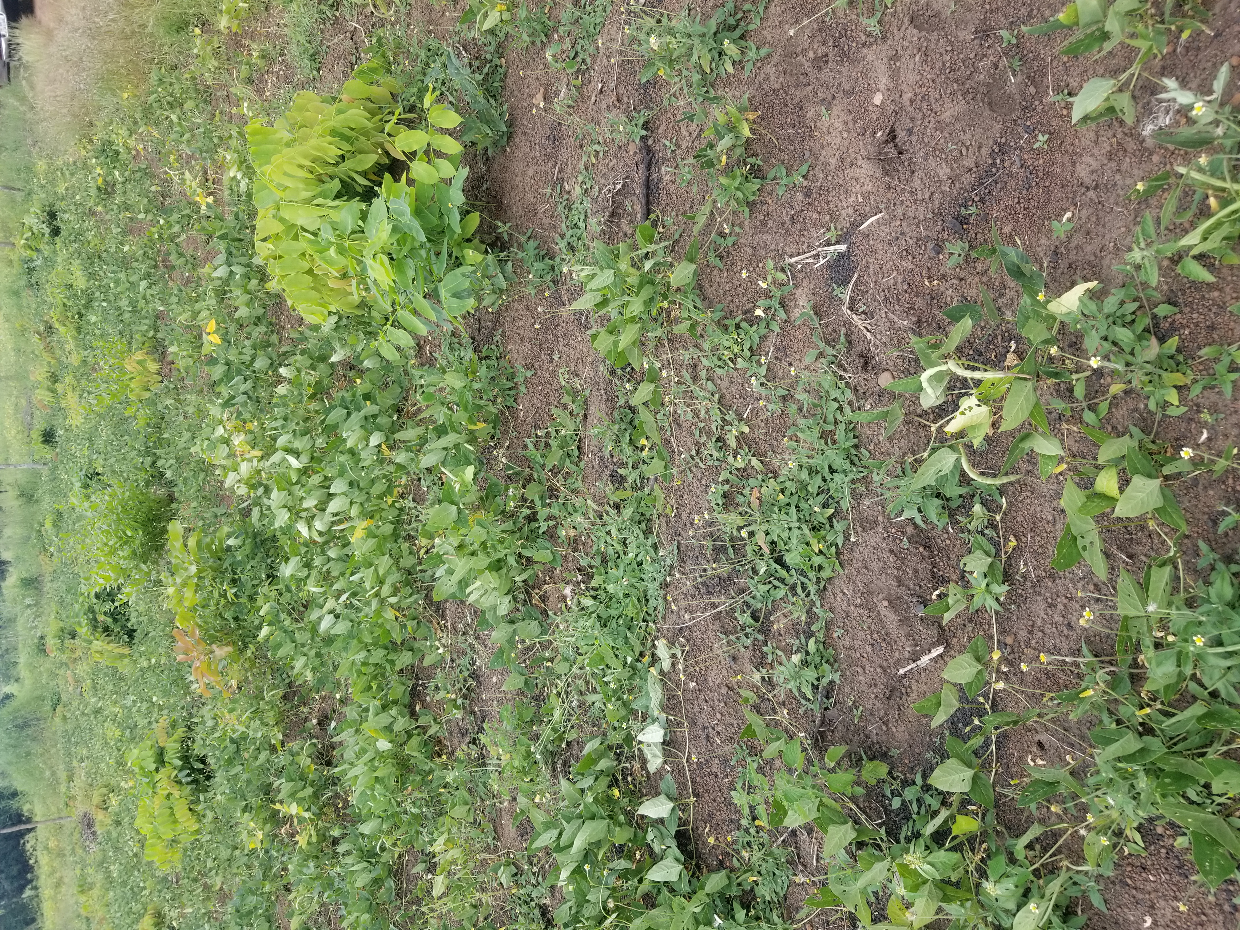 
          FERTILITÉ DES SOLS : QUELQUES OUTILS POUR AFFINER L'OBSERVATION 💦🌱🌾