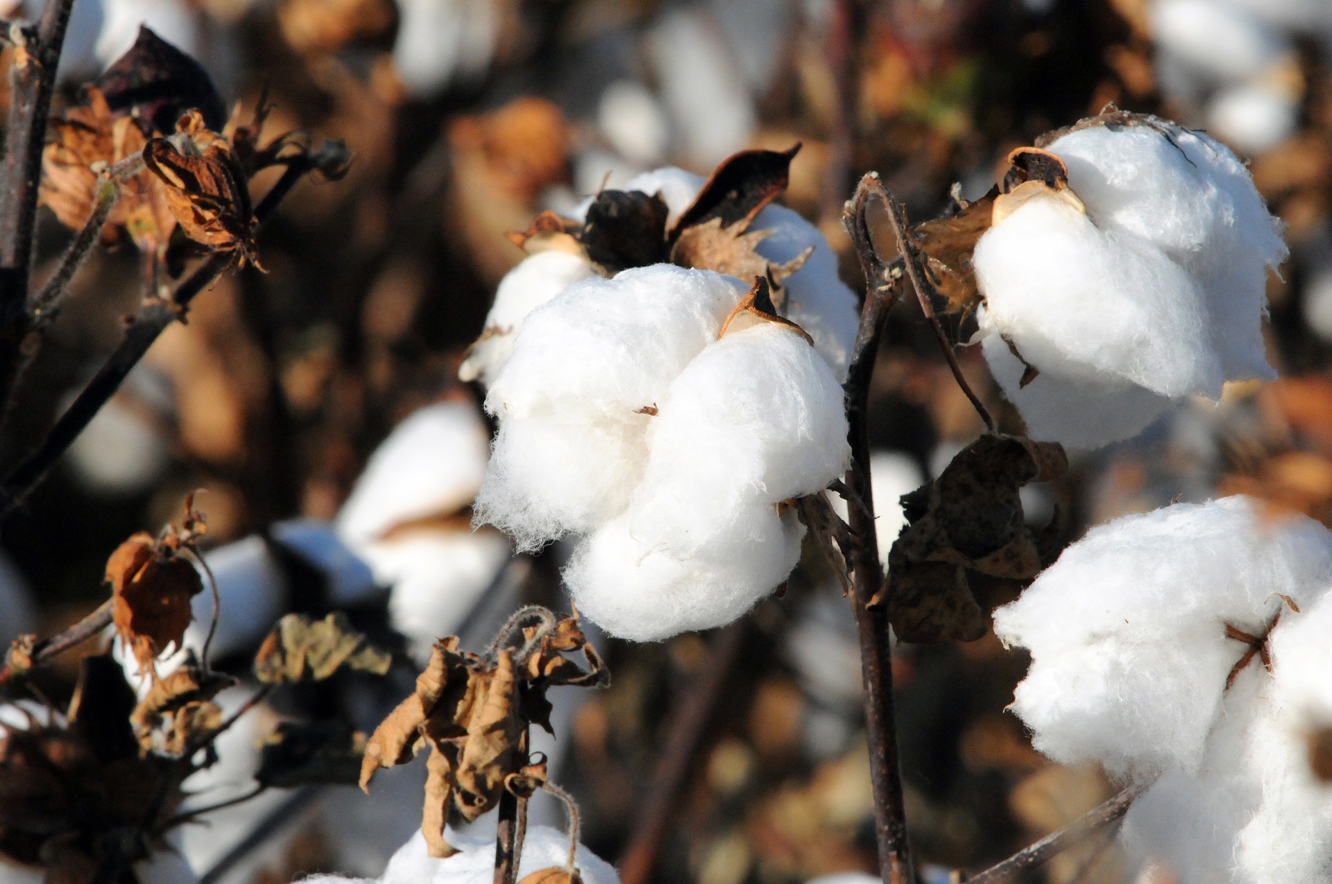 
          Conseils pour réussir la récolte et le stockage du coton