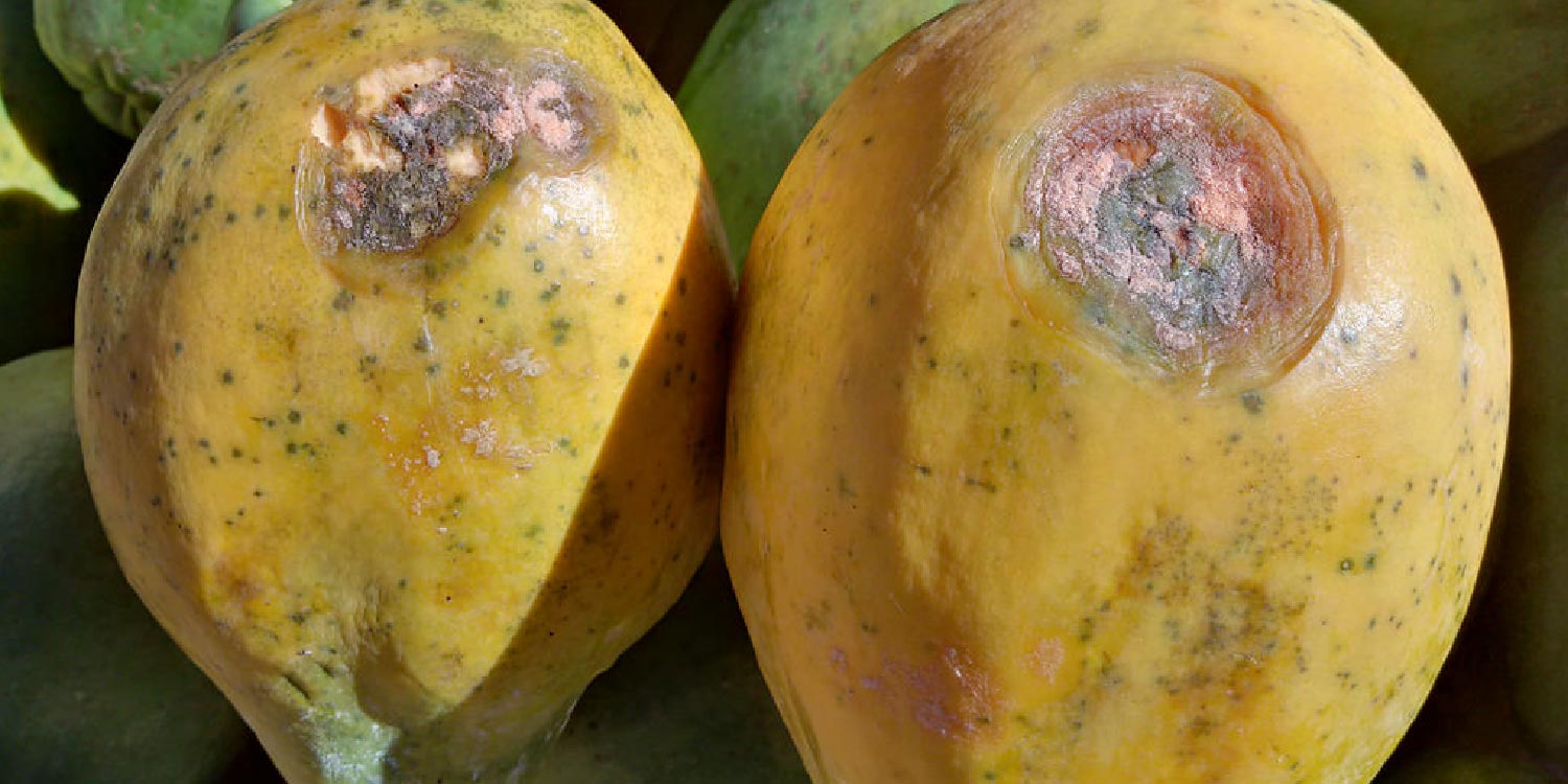 
          Anthracnose de la papaye