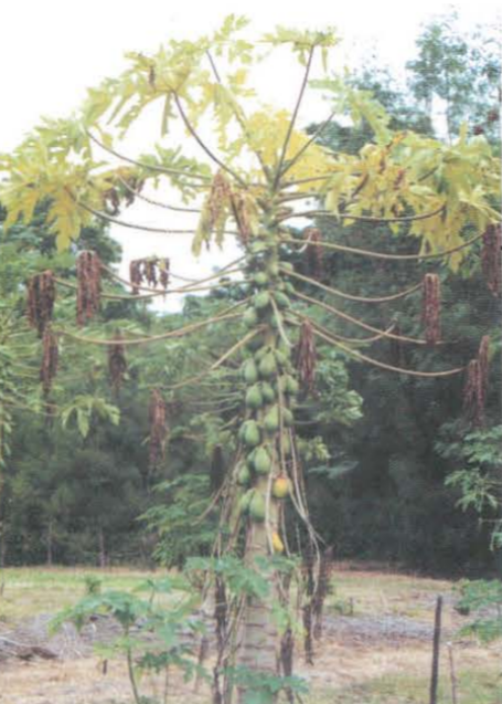 
          Phytophthora de la papaye