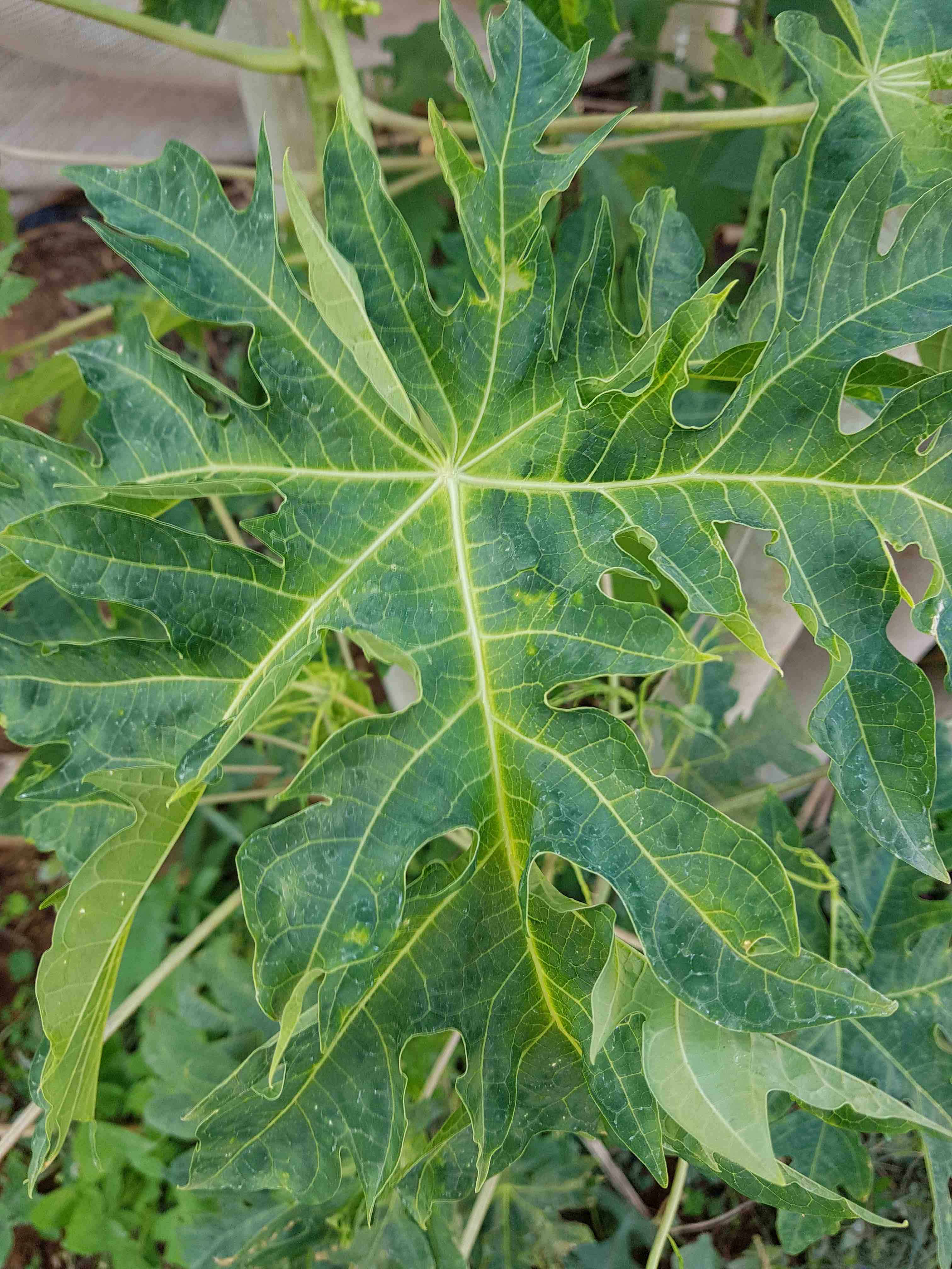 
          Papaya Ringspot Virus (PRV)