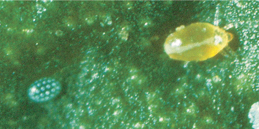 
          Tarsonème polyphage (acarien)