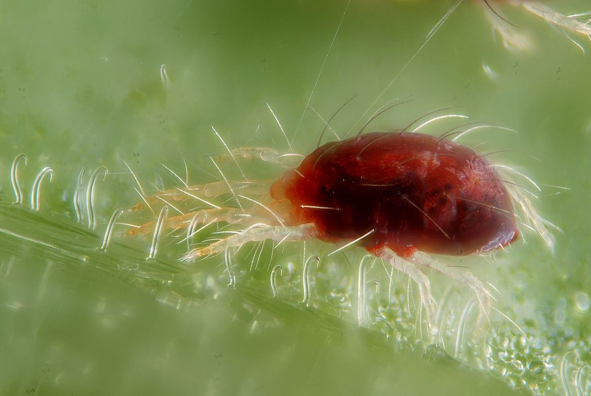 
          Acarien rouge des agrumes