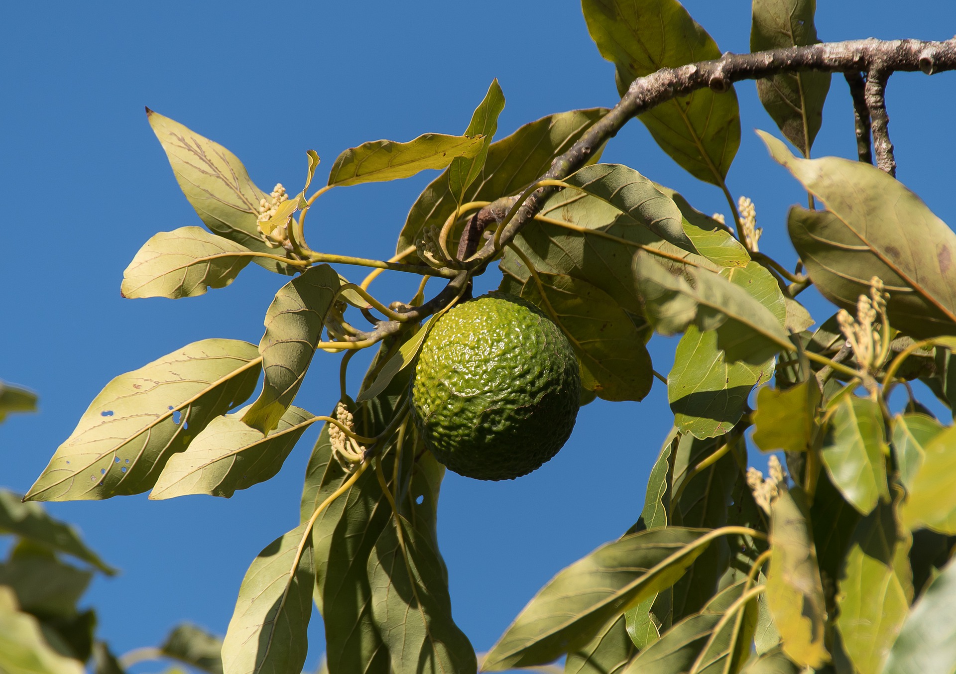 
          Maladies de l'avocat : Phytophthora Cinnamomi