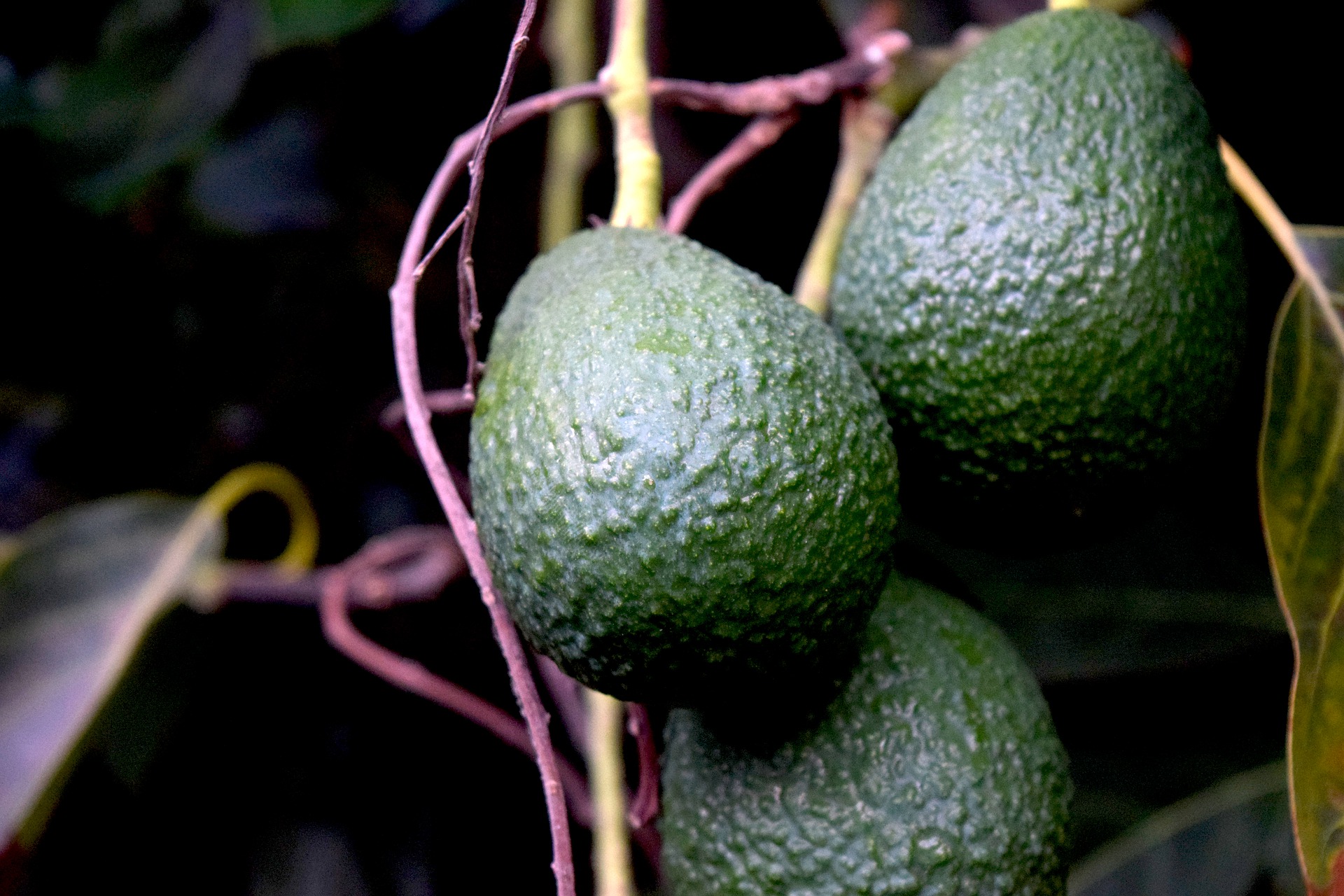 
          Maladies de l'avocat : Tâche noire