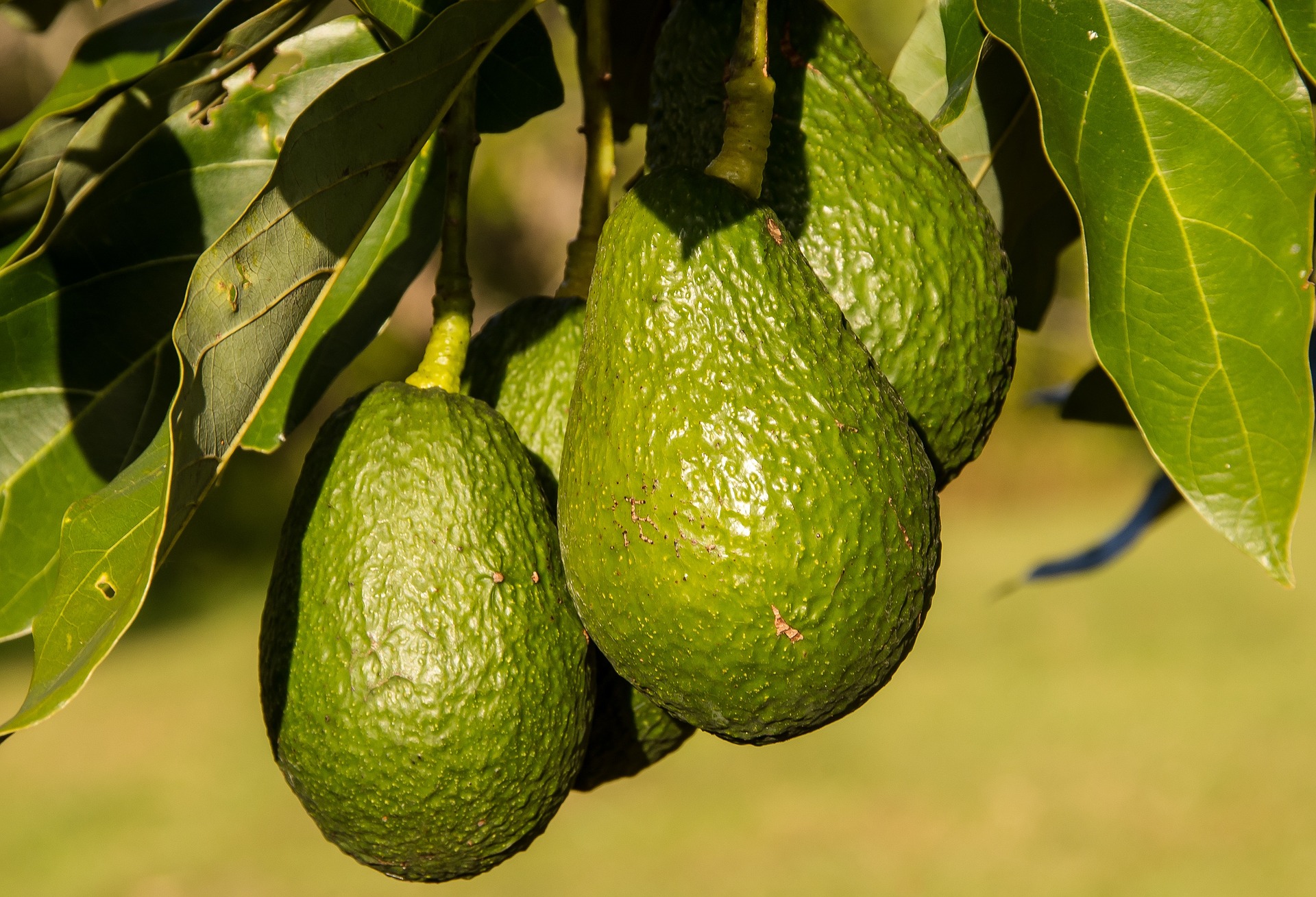 
          Maladies de l'avocat : Mildiou