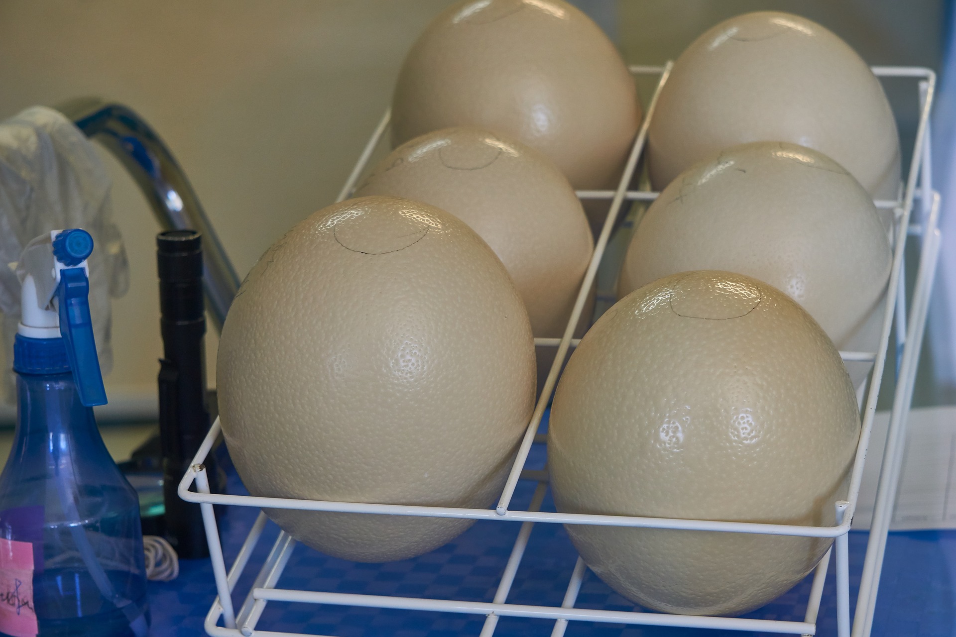 
          Réussir l'incubation des œufs 
