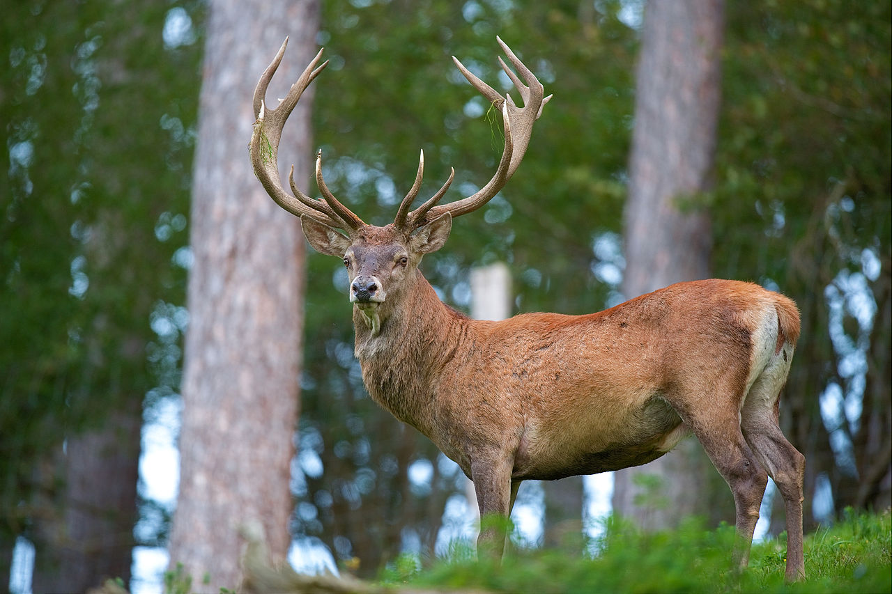 
          Cervus élaphus (cerf élaphe)