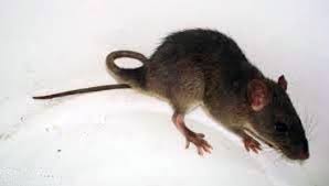 
          Rattus tiomanicus (rat des champs malais)