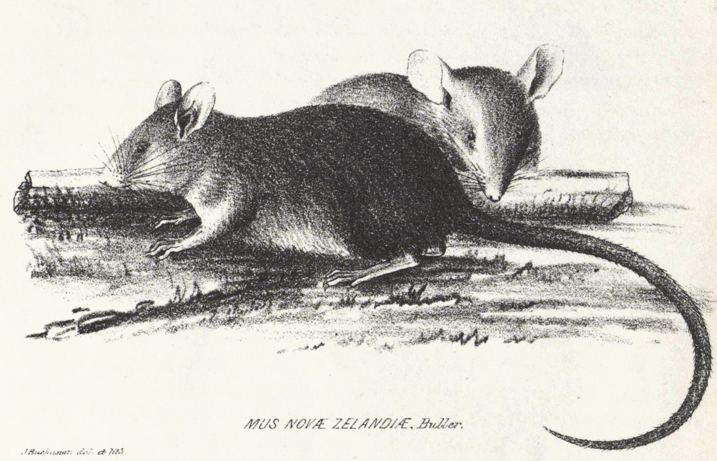 
          Rat polynésien (Rattus exulans)