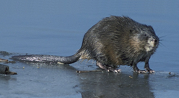 
          Le rat musqué (Ondatra zibethicus)