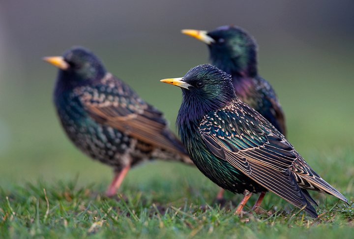 
          Étourneau sansonnet (Sturnus vulgaris)