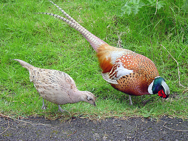 
          Le Faisan de Colchide (Phasianus colchicus)