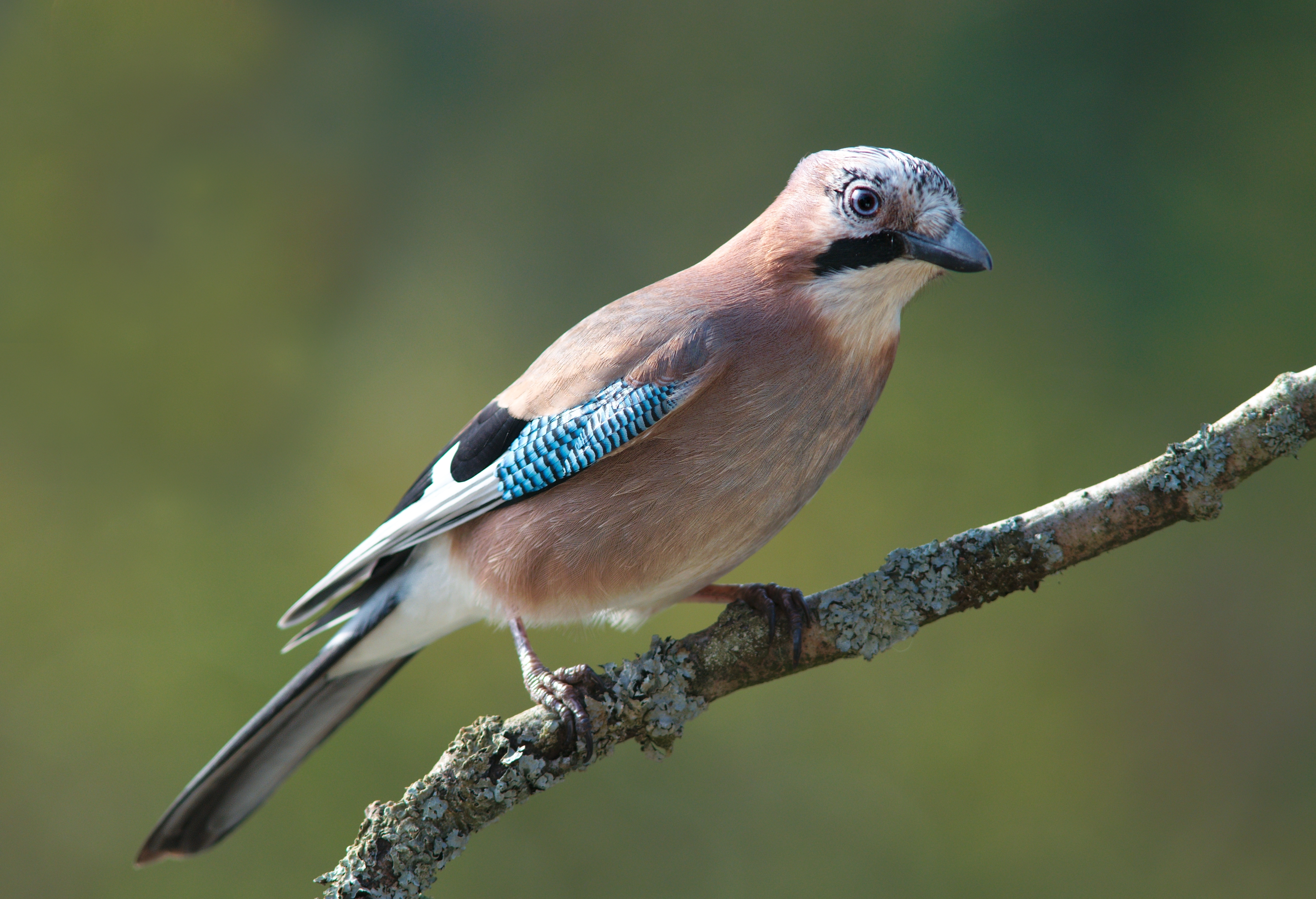 
          Le Geai des chênes (Garrulus glandarius)