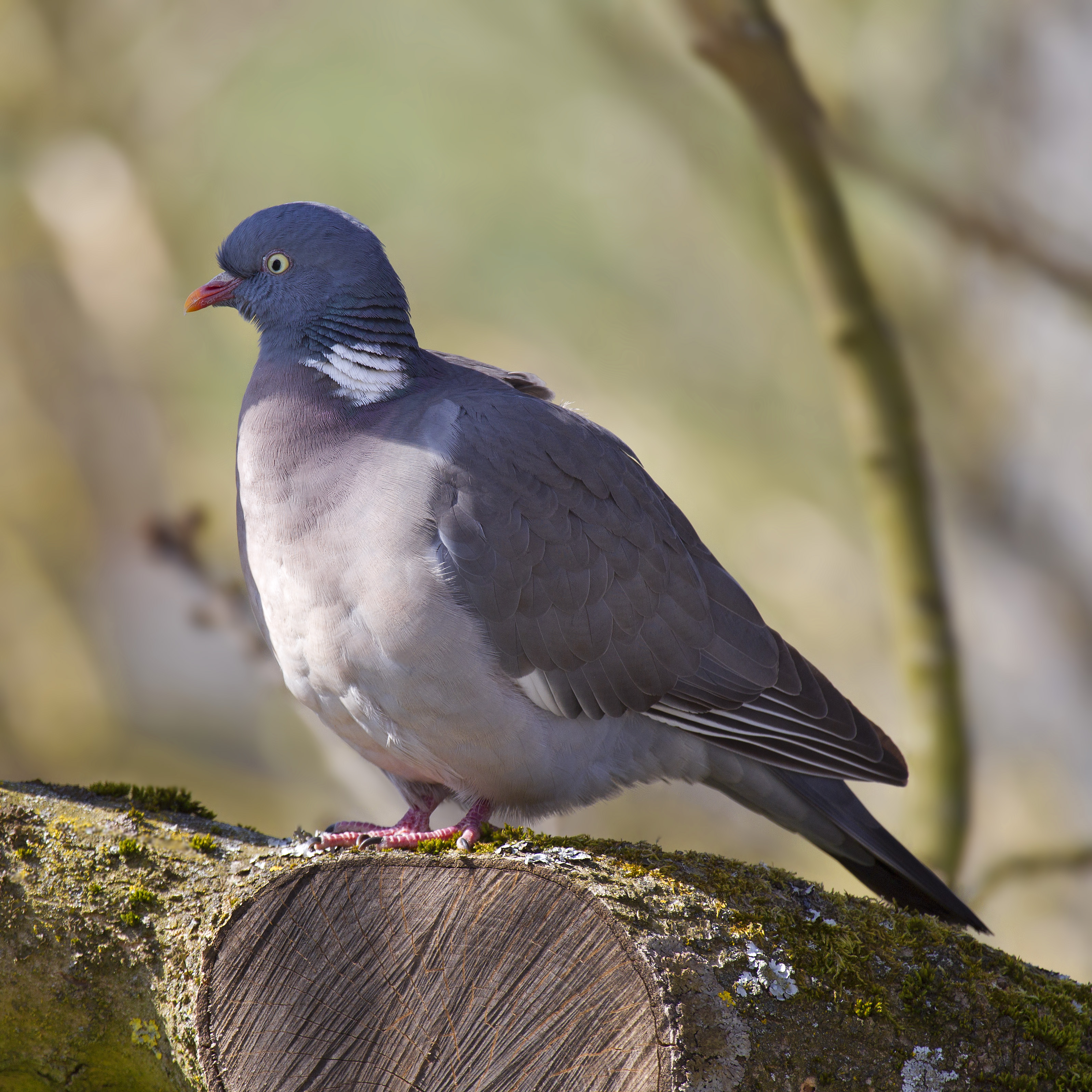 
          Le Pigeon ramier (Columba palumbus) ou Palombe