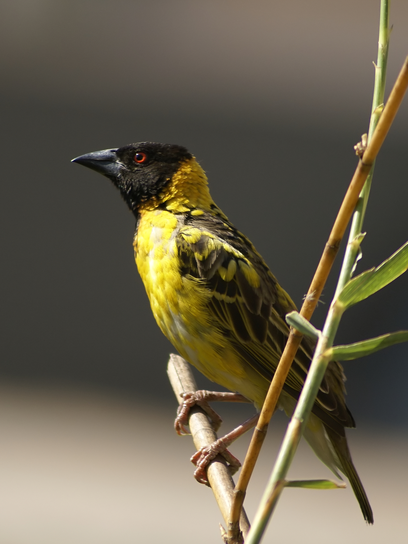 
          Tisserin gendarme (Ploceus cucullatus)