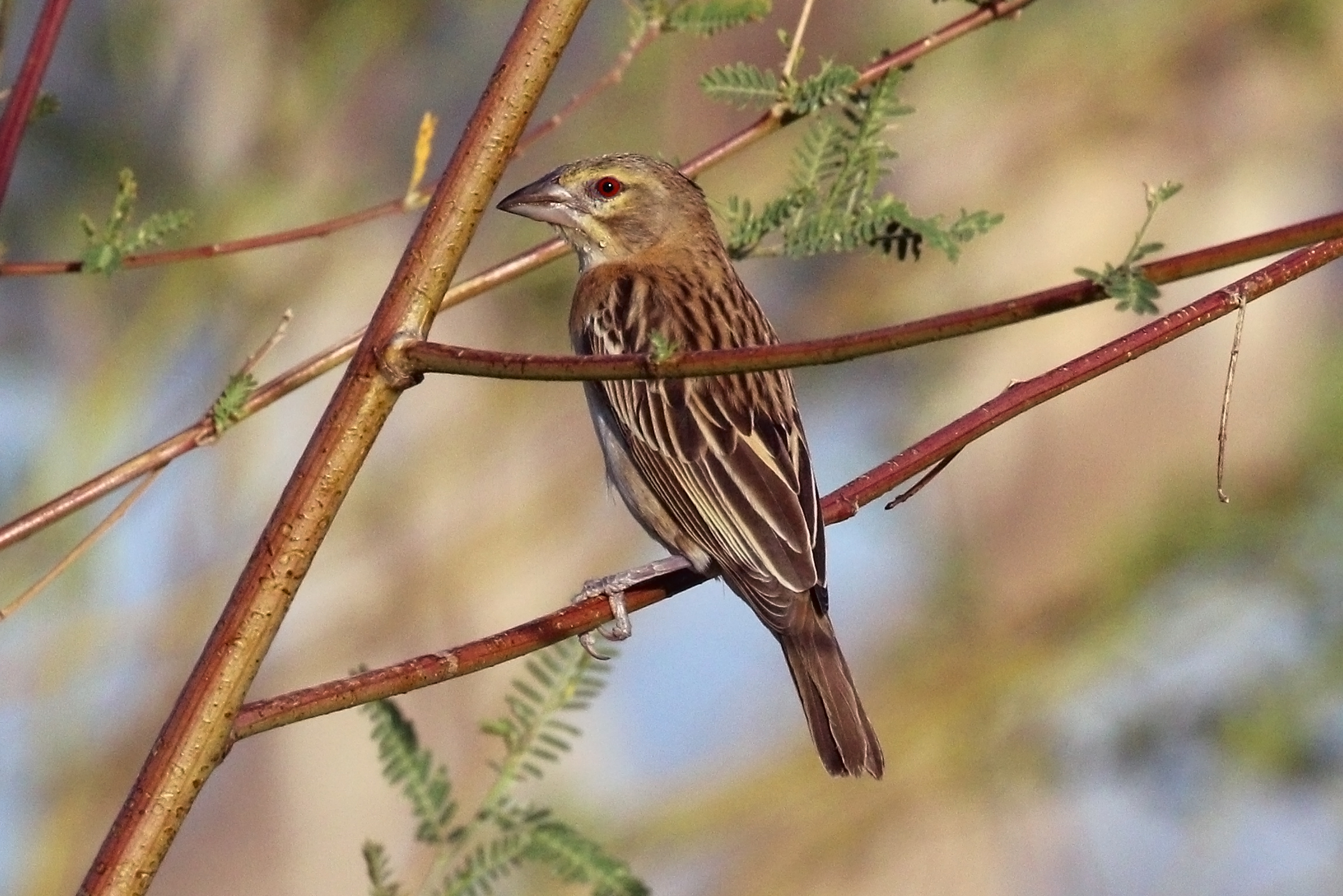 
          Le Tisserin roux (Ploceus rubiginosus)